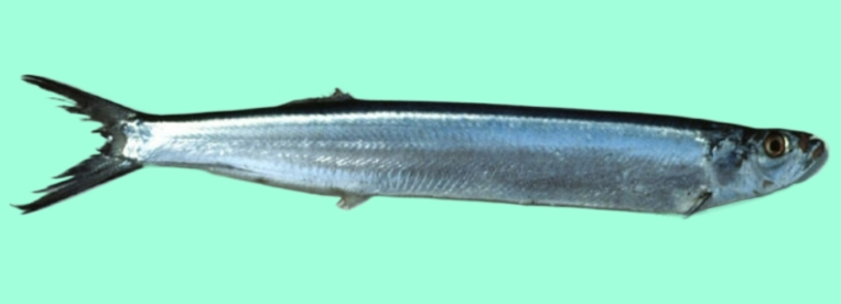 Dorab wolf-herring