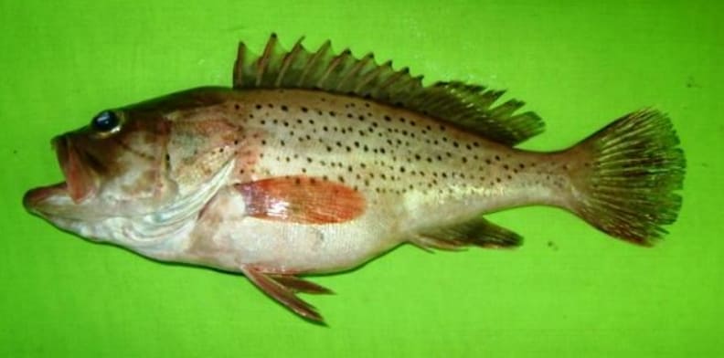 Dotted grouper