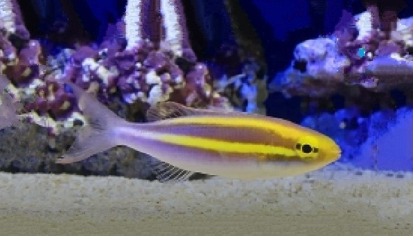 Double whiptail