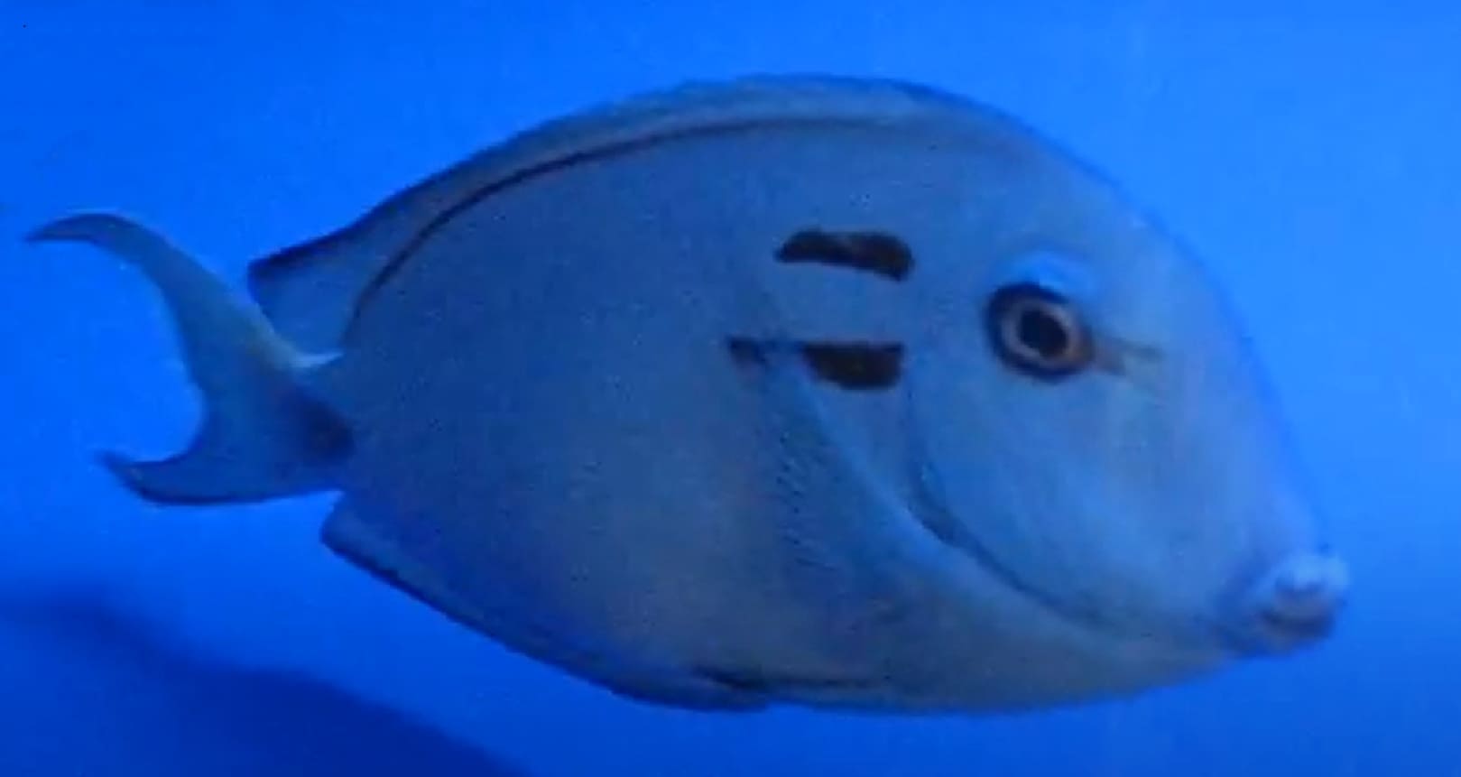 Doubleband surgeonfish