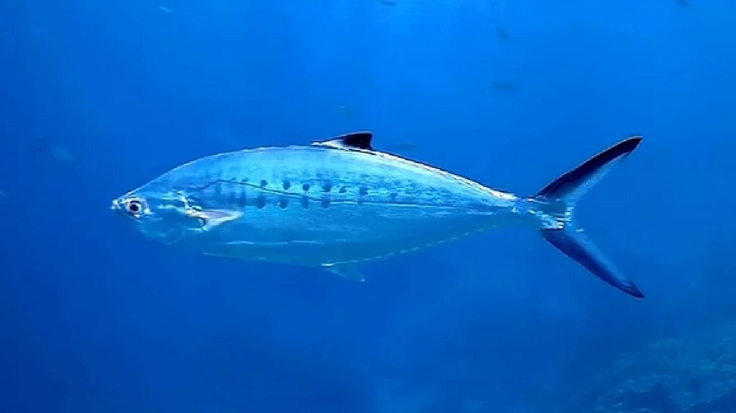 Doublespotted queenfish