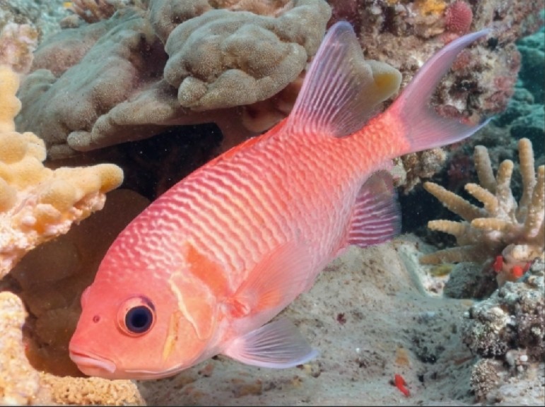 Doubletooth soldierfish