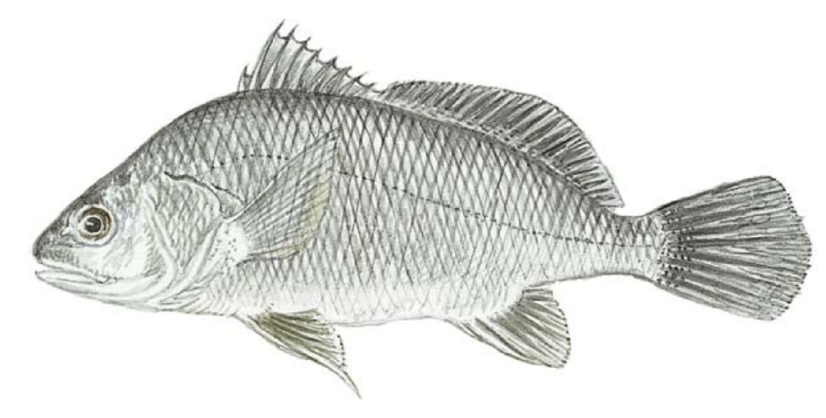 Drum, Freshwater