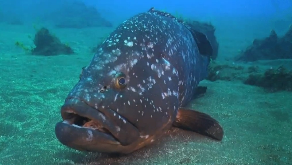 Dusky grouper