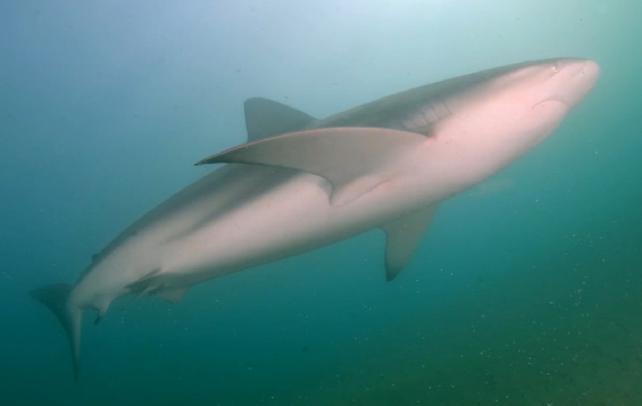 Dusky shark