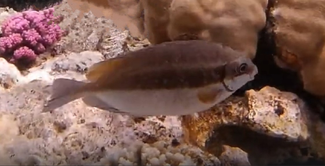 Dusky spinefoot