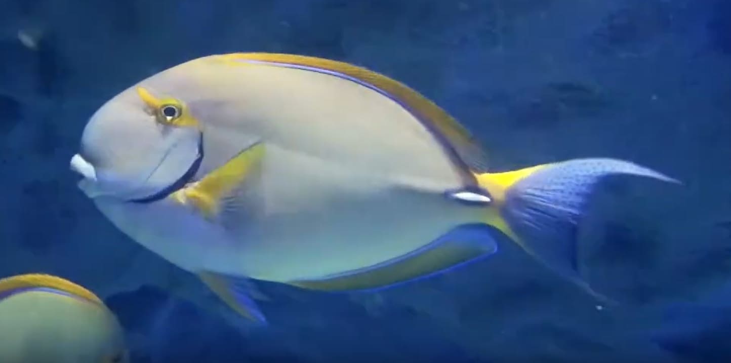 Dussumier's surgeonfish