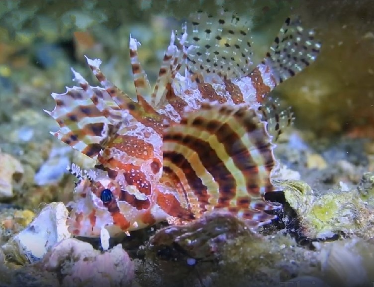 Dwarf lionfish