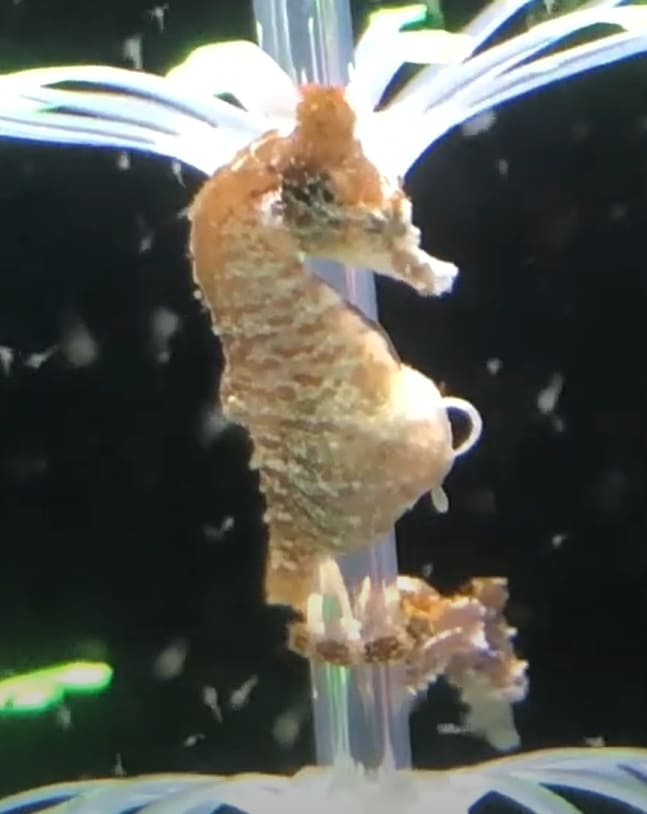 Dwarf seahorse