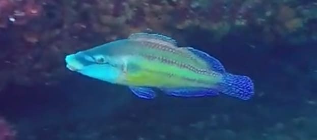 East Atlantic peacock wrasse