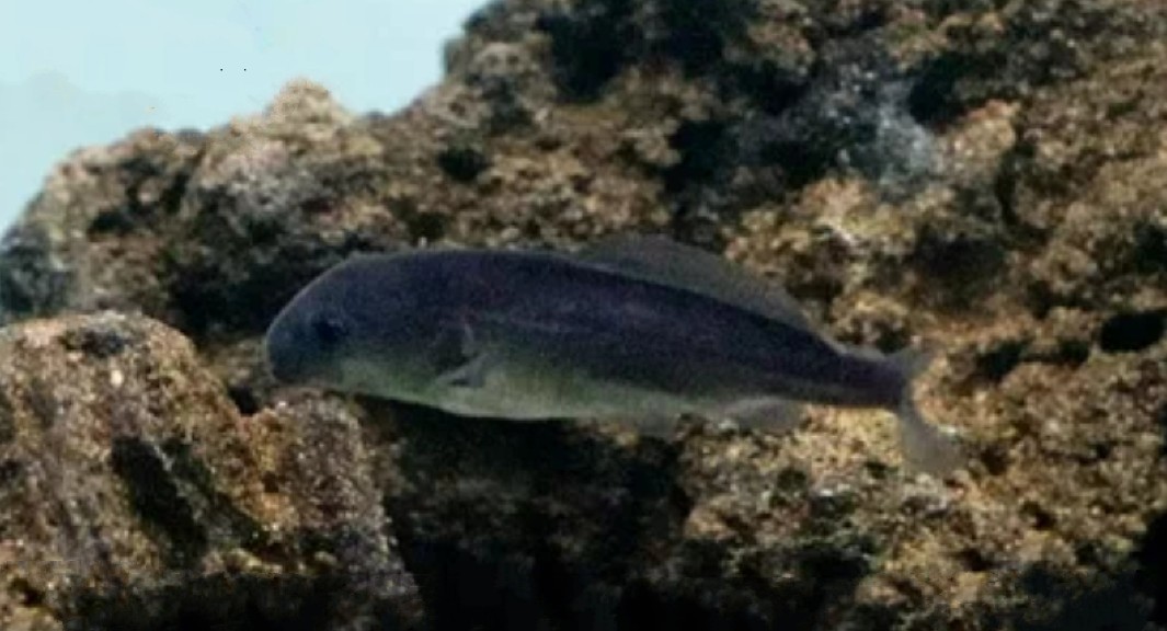Eastern bottle-nosed mormyrid