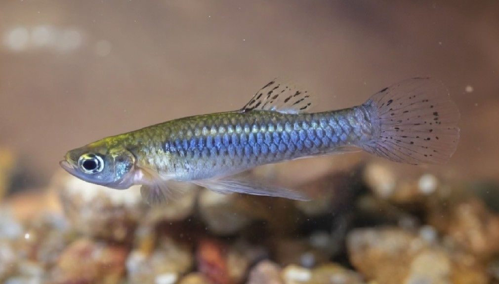 Eastern mosquitofish