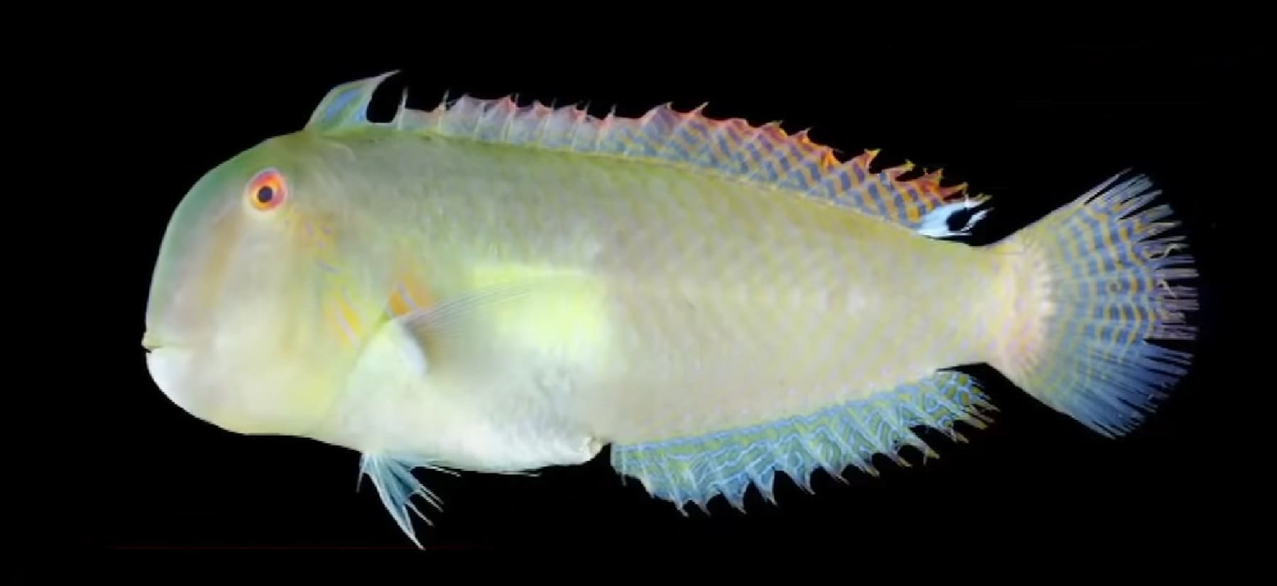 Eclipse-spot razor wrasse