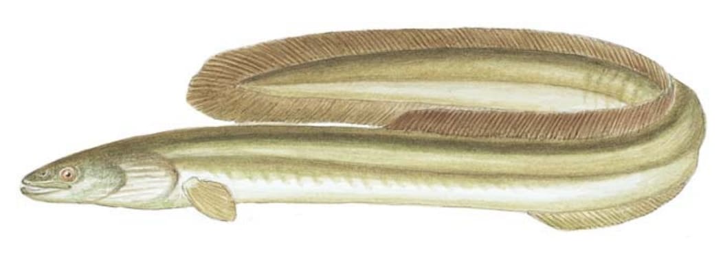 Eel, American
