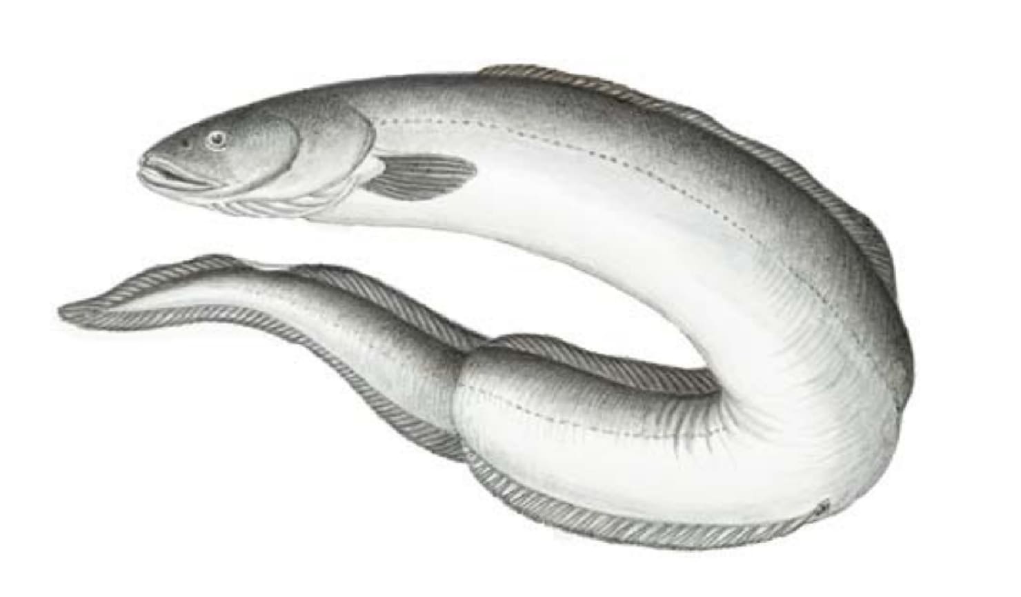 Eel, American Conger