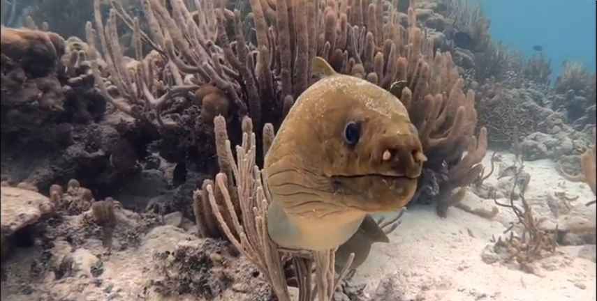Eels, Moray