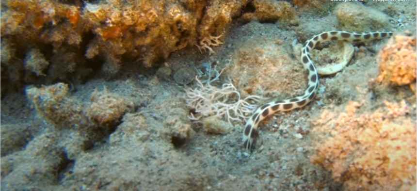 Eels, Snake