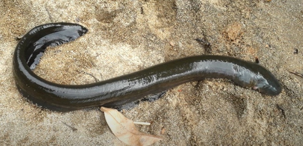 Electric eel