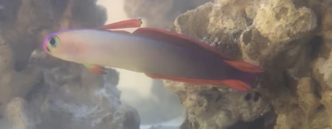 Elegant firefish