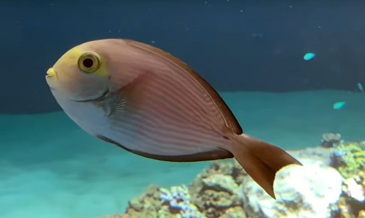 Elongate surgeonfish