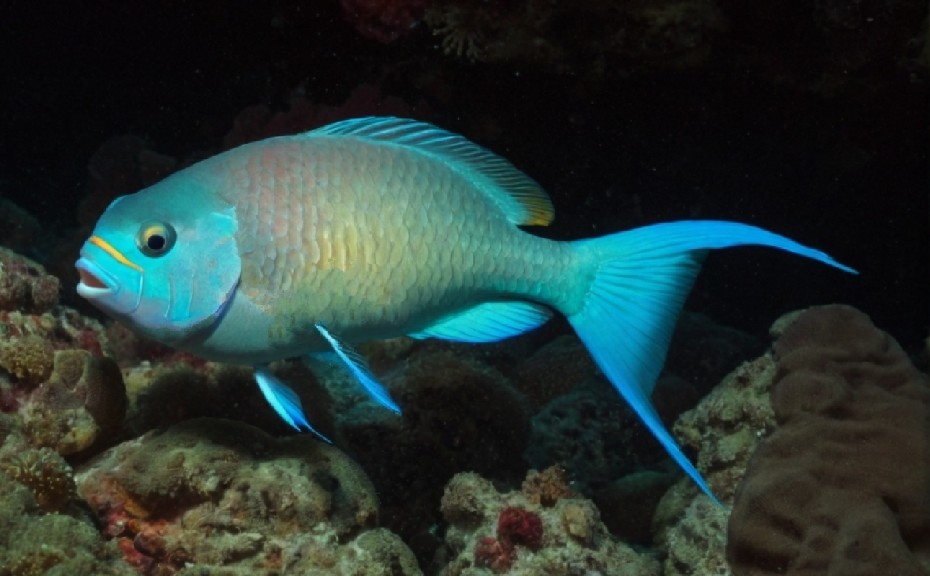 Ember parrotfish
