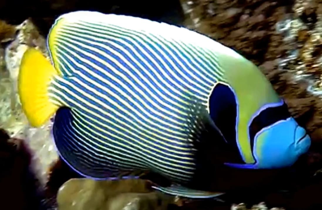 Emperor angelfish