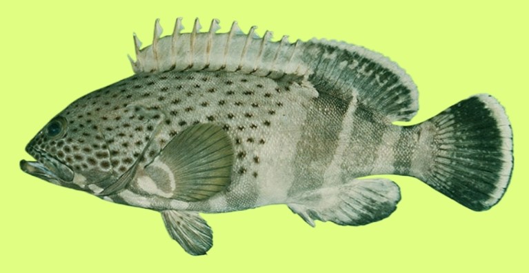 Epaulet grouper