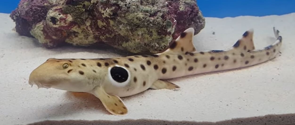 Epaulette shark