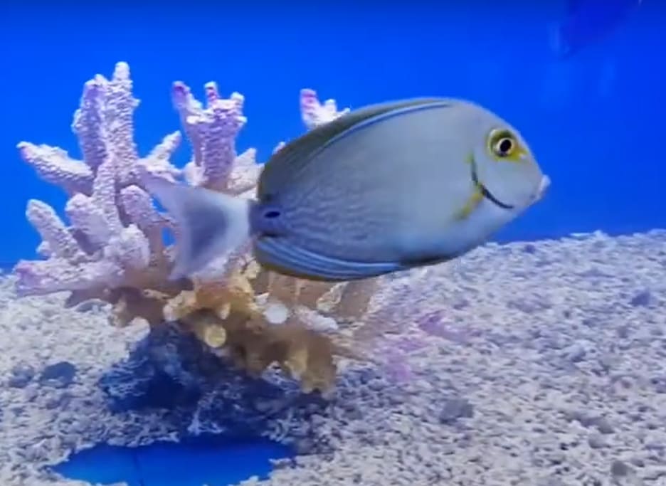 Epaulette surgeonfish