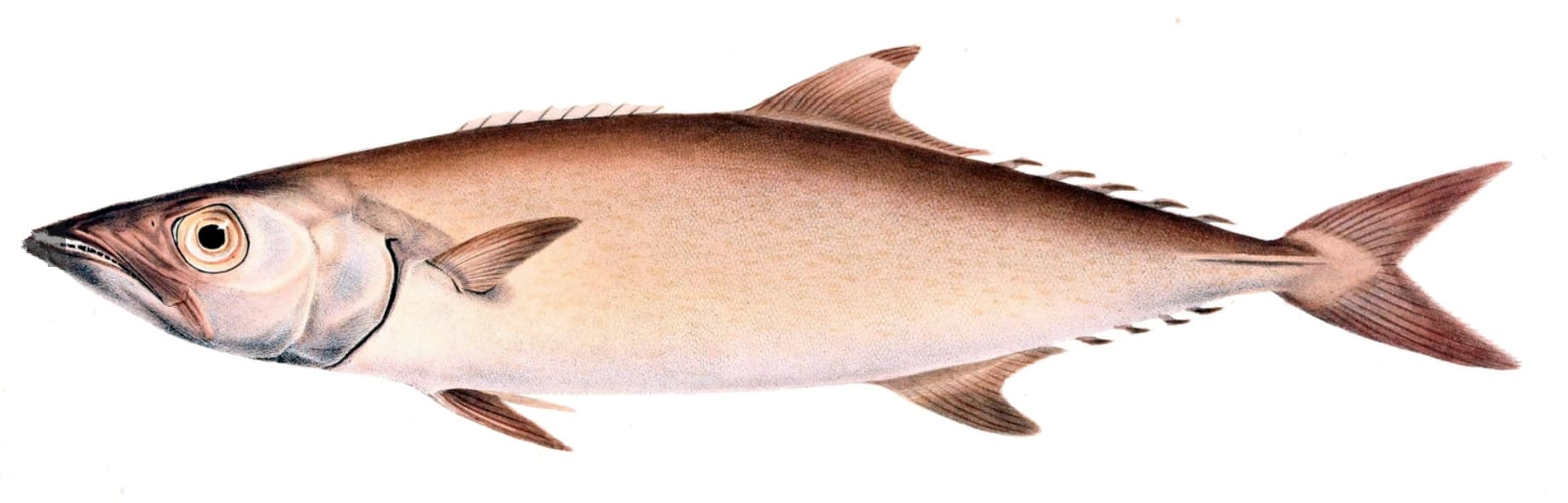 Escolar