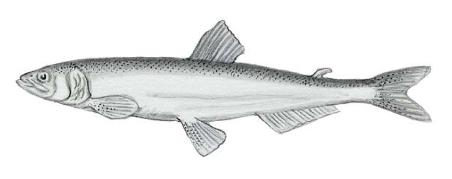 Eulachon