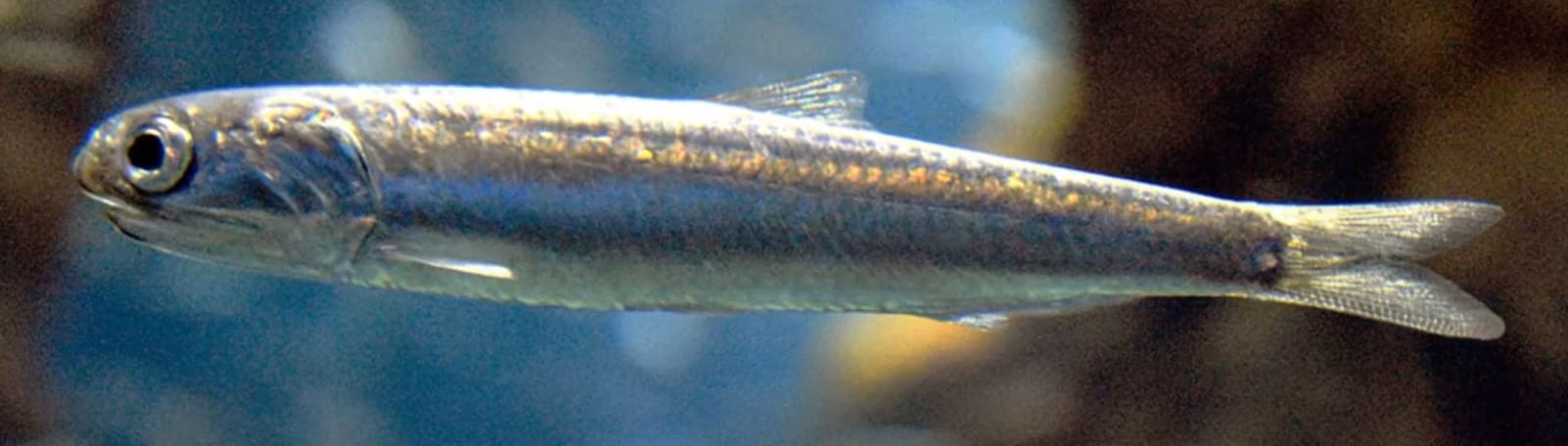 European Anchovy