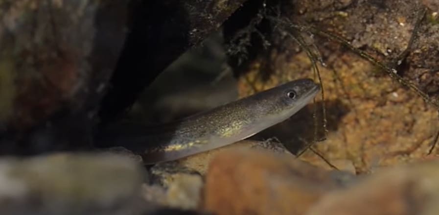 European eel