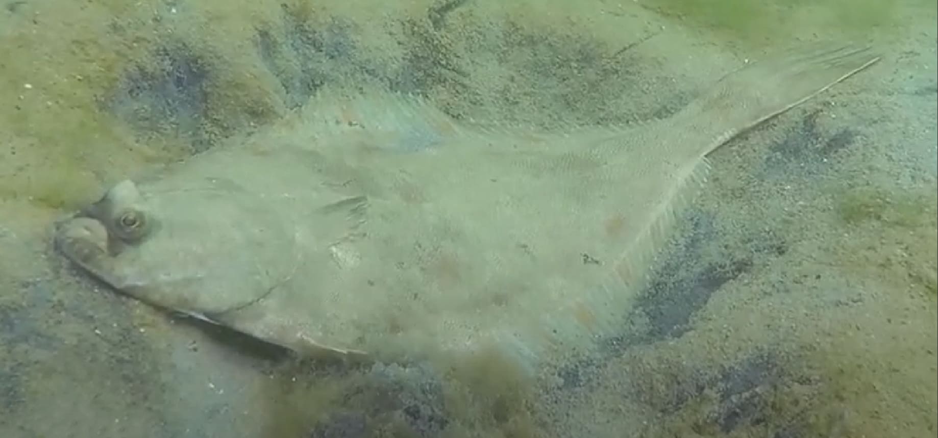 European Flounder