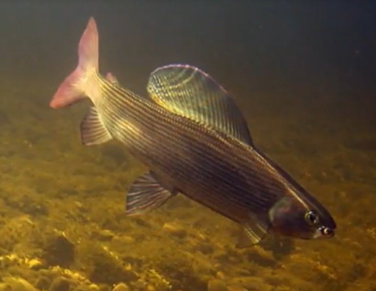 European grayling
