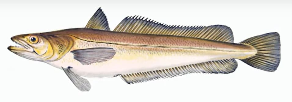 European hake