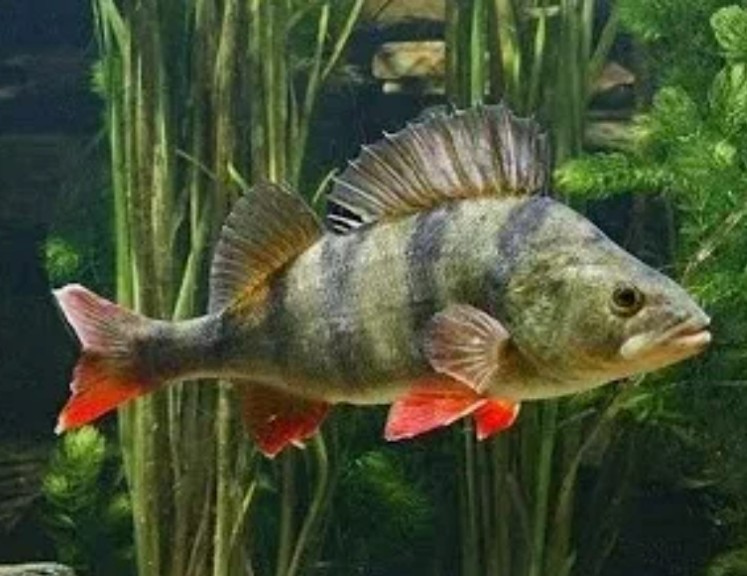 European perch