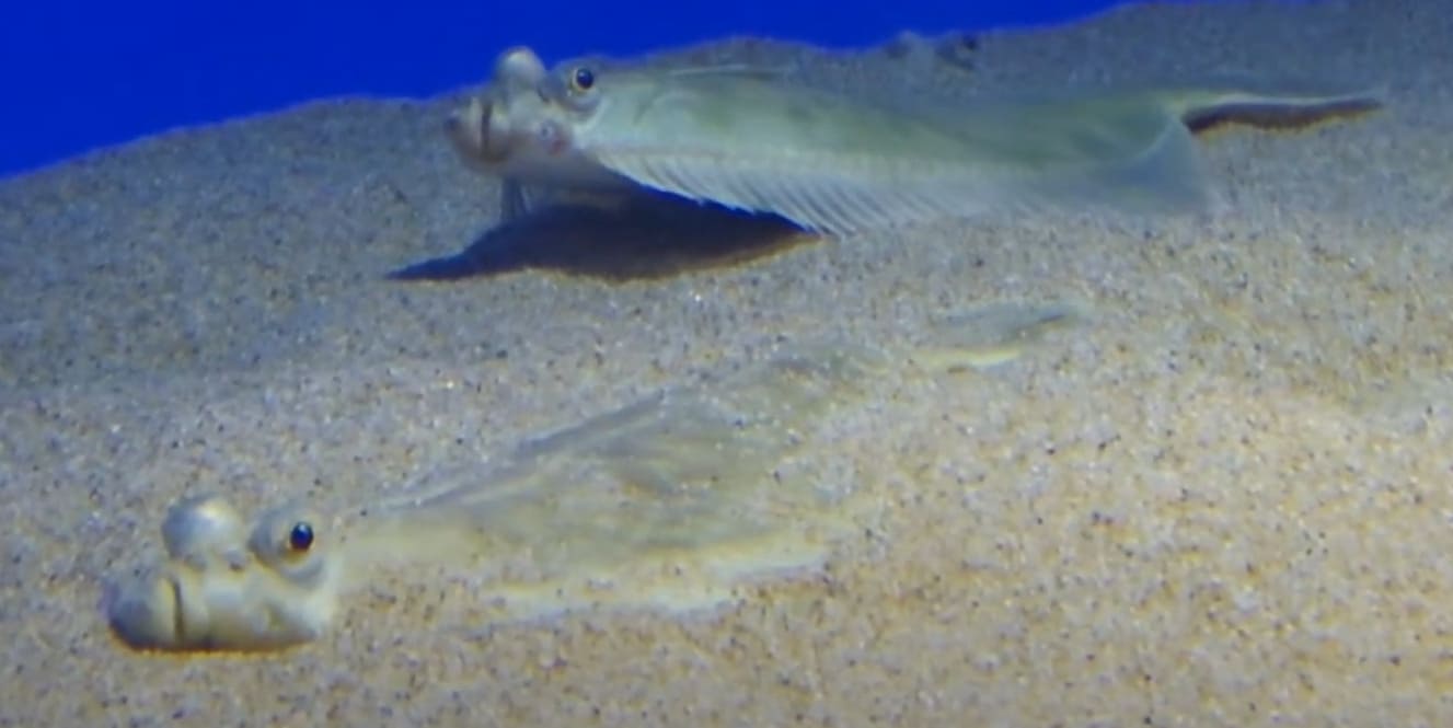 European plaice