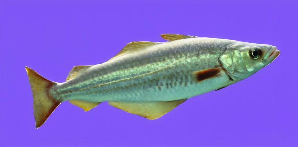 European pollock