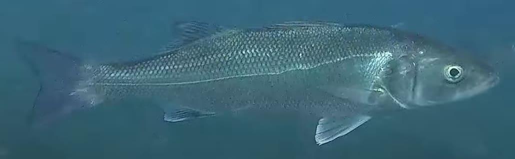 European seabass