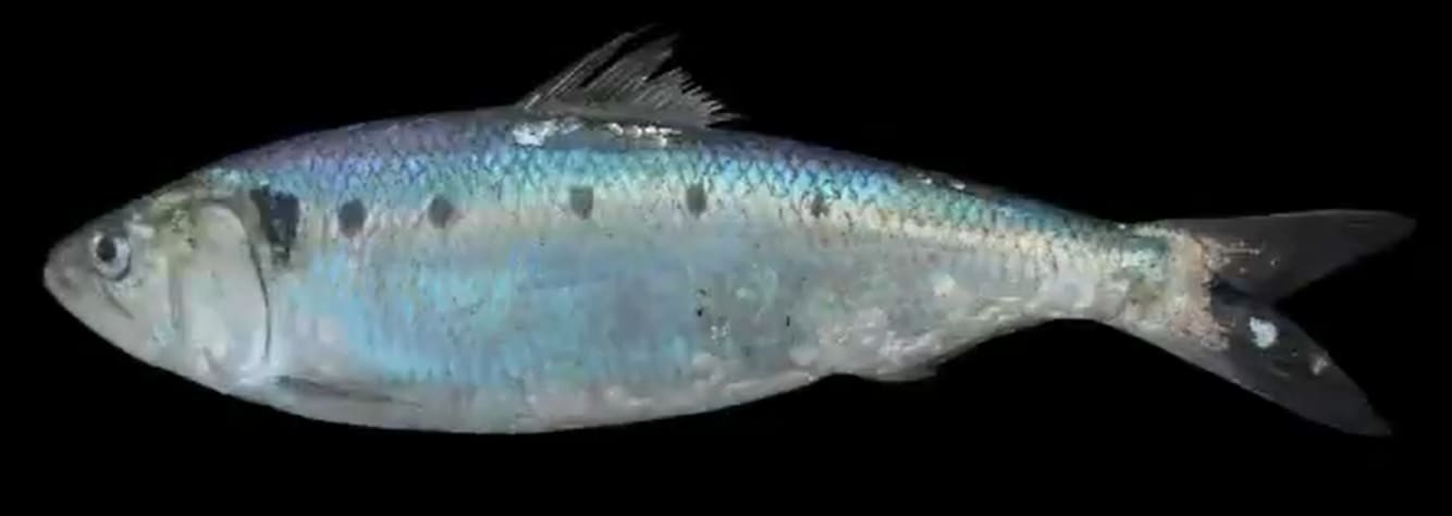 European sprat