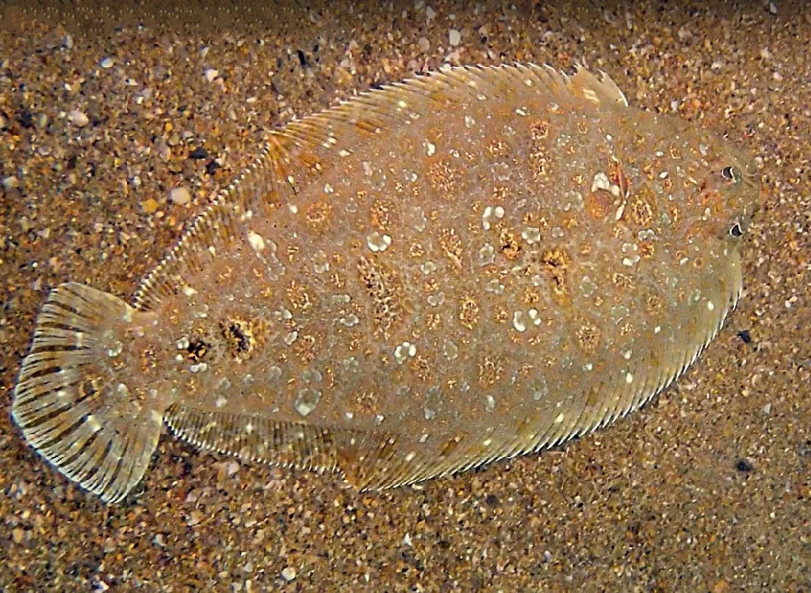 Eyed flounder