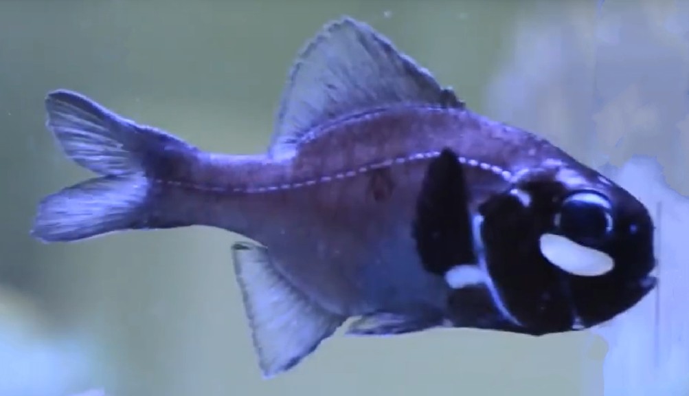 Eyelight fish