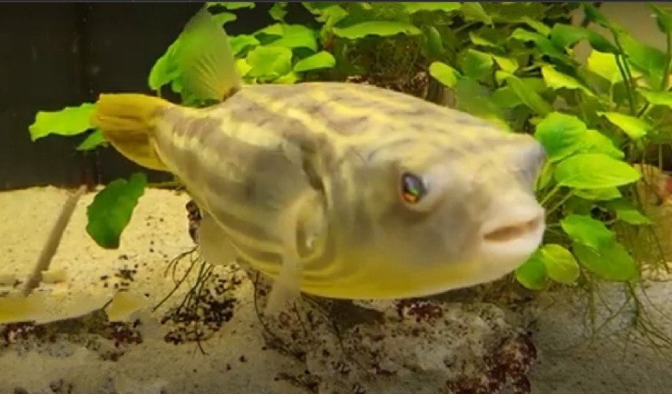 Fahaka pufferfish