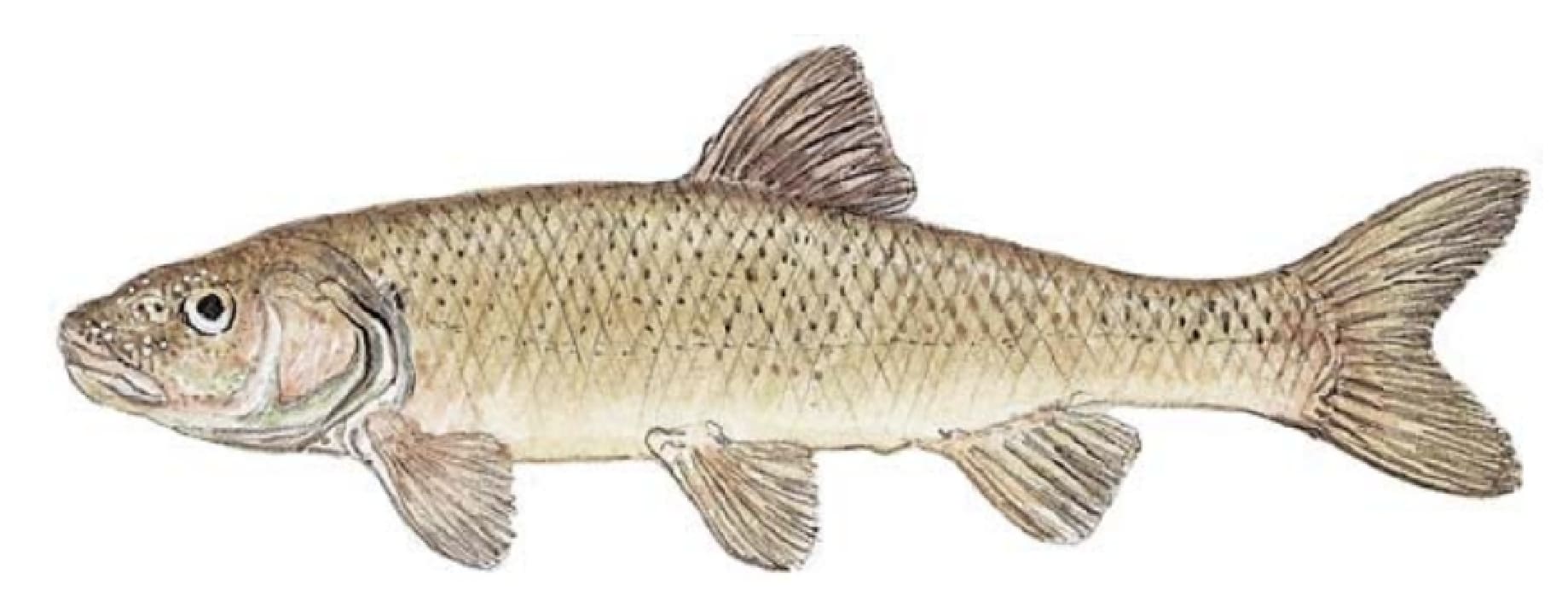 Fallfish
