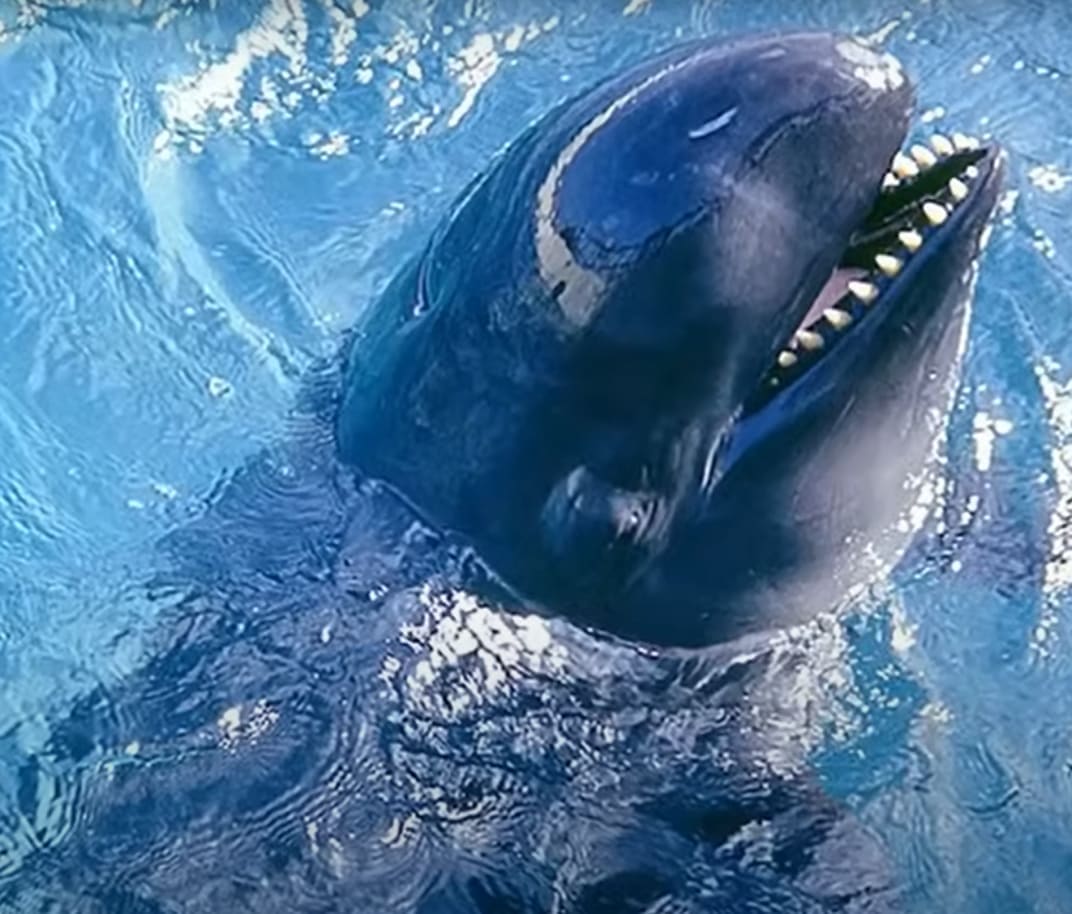False killer whale