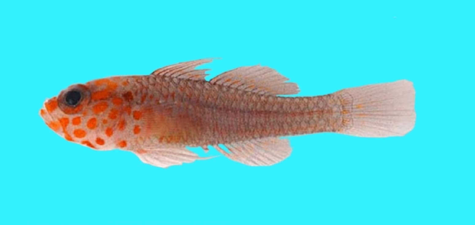 Fang's pygmygoby