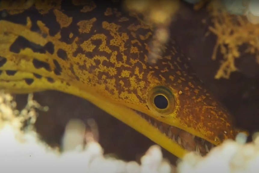 Fangtooth moray