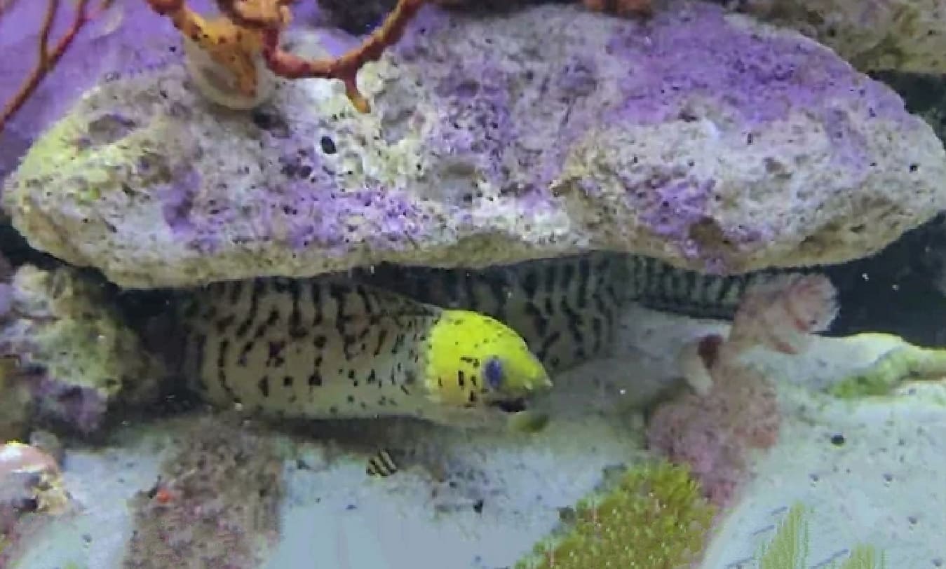 Fimbriated moray
