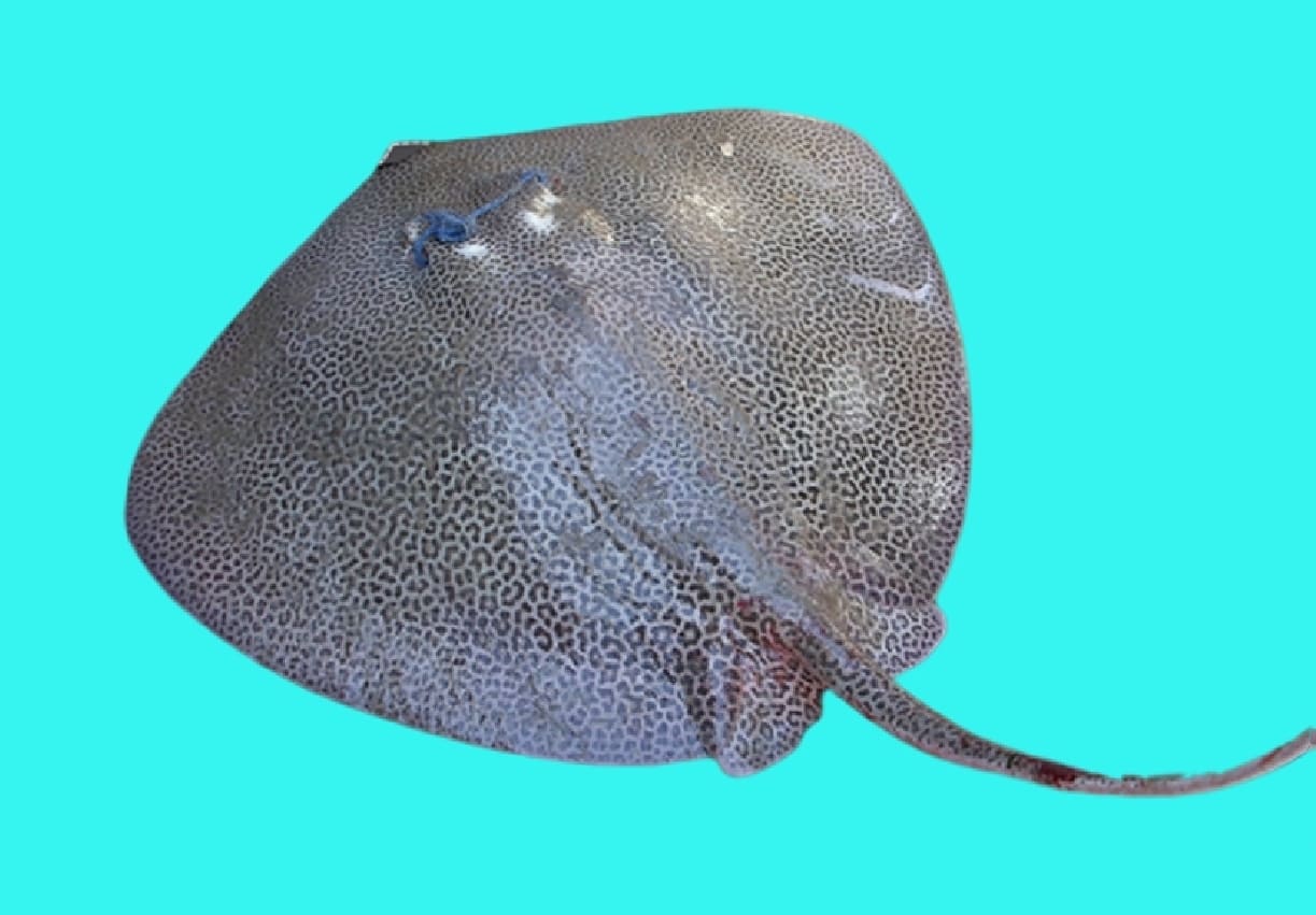 Fine-spotted leopard whipray